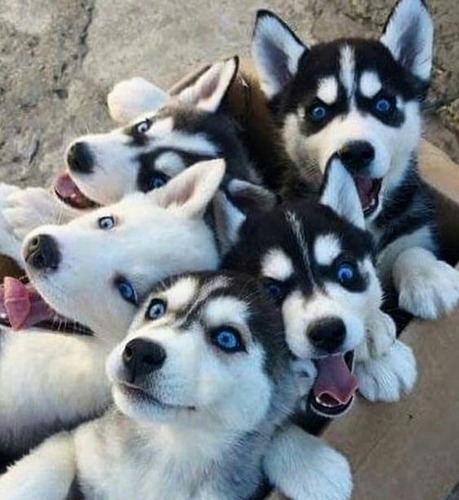 Perros Cachorros Husky Lobo Siberiano Hosky Huski Puppy Dog