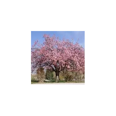 Cerezo Japones Prunus Serrulata Semillas Exoticas | Meses sin interés