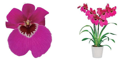 Josefina Fucsia - Miltoniopsis Orquídeas