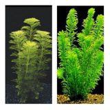 Plantas Low Tech Aquario Kit Elodea + Limnophila (10 Ramos)