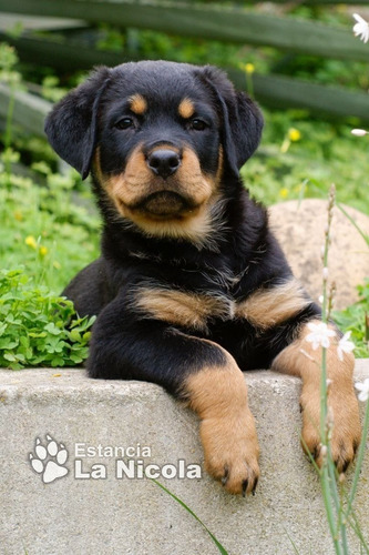 Cachorro Rottweiler 13