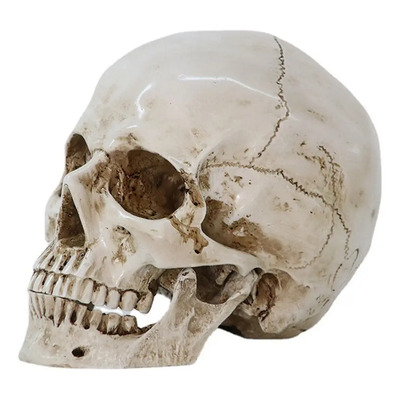 Calavera Humana Réplica Tamaño Natural Para Decorar