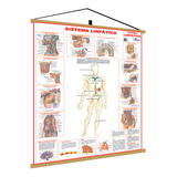 Mapa Sistema Linfático Corpo Humano Banner Poster Medicina A