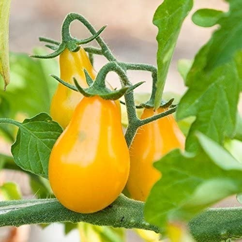 30 Semillas Tomate Cherry Pera Amarillo Exotico Heirloom