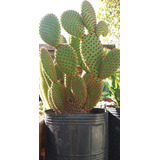 Cactus Opuntia - Plantas De Colección