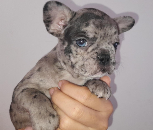 Cachorros Bulldog Frances Merle Exótico Perros Pet Puppy Can