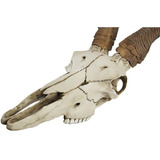 Veronese Diseño Africano Kudu Antílope Cráneo Colgante De Pa