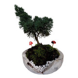 Bonsai Shimpaku Adulta 8 Anos Fotos Reais Já Fertilizada.