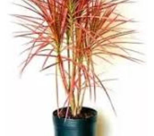 Dracena Multicolor -h E R M O S A - E.gratis Amba