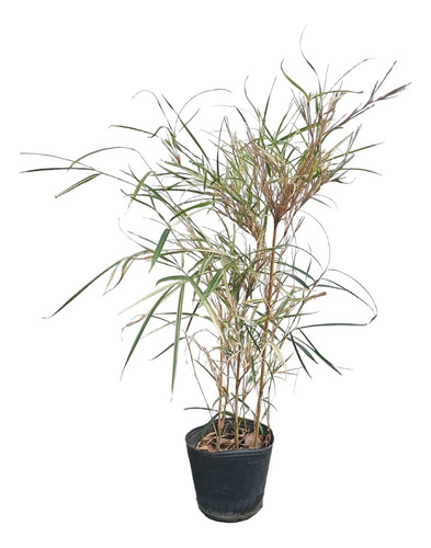 Arundinaria Variegada - Bambú Japonés Variegado 5 Lts