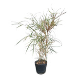 Arundinaria Variegada - Bambú Japonés Variegado 5 Lts