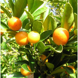 Kumquat Dulce Variedad Meiwa Kumquat Dulce Unicas En Mexico