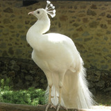 Pavão Branco Casais Jovens