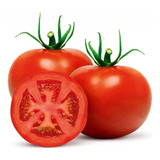 Produto Para Cultivo Do Tomate Orgânico Repelente Natural