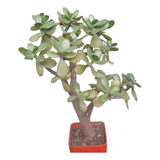 Planta Árbol De Jade. 40cm De Alto Crassula Ovata