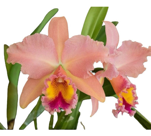 Orquídea Blc. George King ' Serendipity ' Mudas Formadas 