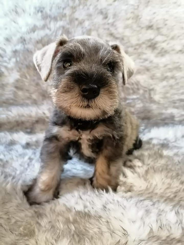 Cachorros  Schnauzer Miniatura