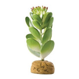 Exo Terra Jade Cactus Terrario Planta