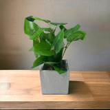 Planta Artificial 29cm Interior Premium Con Maceta Gris