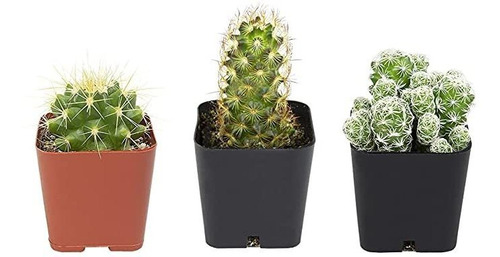 Plantas De Cactus (mezcla De 3), Plantas De Cactus M