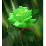 Semillas Rosa Green Bush Rose