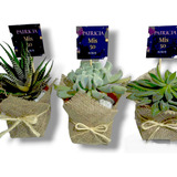 30 Souvenir N8 Suculentas O Cactus Decorados Regalos Isiflor