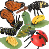 Gemini&genius Figuras De Ciclo De Vida De Insectos, Mariposa