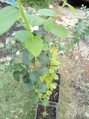 Hojas Deshidratadas De Zarzamora Y Frambuesa Con Envío