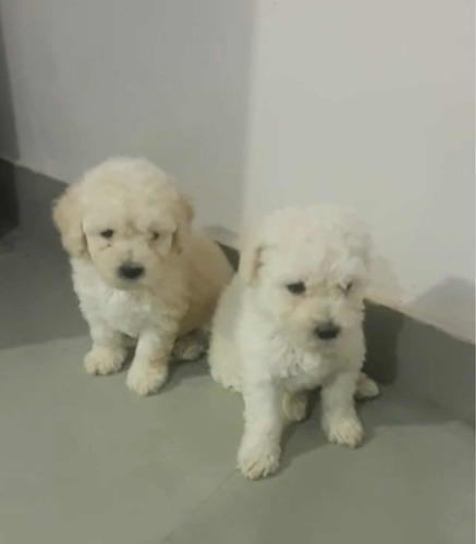 Bbs Perfeitos Filhotes De Cães Da Raça Poodle Toy Branco