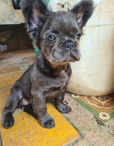 Bulldog Francés Fluffy Blue Lilac Niña 