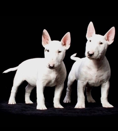 Cachorros Bullterrier   Premium      3