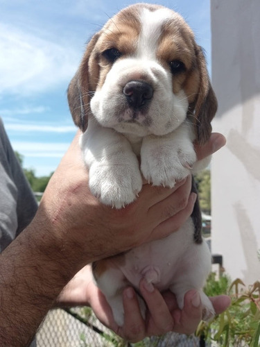 Cachorros Beagle Con Pedigree Para Entrega May 2024 