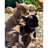 Bebés Chihuahua Minitoy 