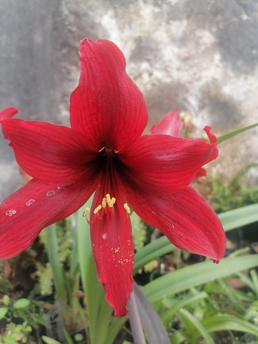 2 Bulbos De Azucena Amarillys