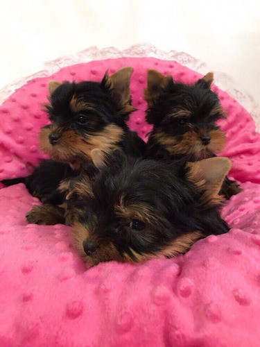  Yorkshire Terrier Cachorros Mini Toy De Padres Inscritos