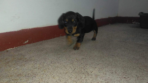 Cachorros Teckel Dachshund Salchicha