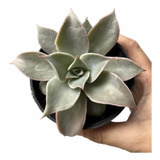 Suculenta Echeveria Madiba Linda Muda