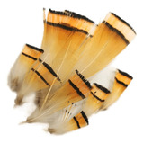 Gold Pheasant Collar Feathers. Atado De Moscas. Fly Tying.