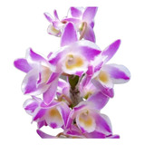 Orquídea Dendrobium China Dream Crystal Planta Adulta Linda