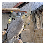 Ave Cocotilla Ninfa Corella Papillera Hembra