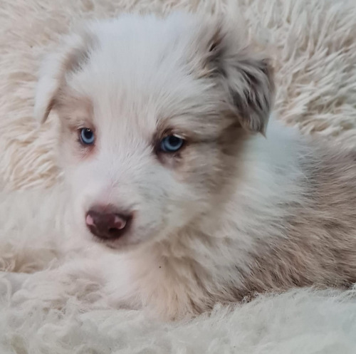 Cachorro Border Collie Blue Merlé Tricolor Hermosos Únicos 