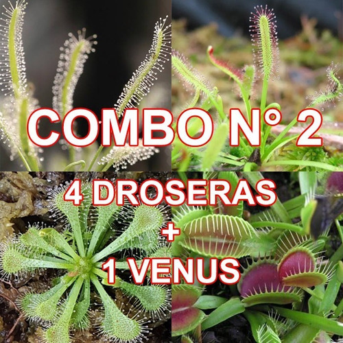 Plantas Carnívoras - Combo N°2 - 1 Venus + 4 Drosera Mediano