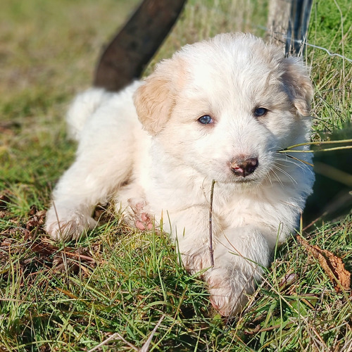 Cachorros De Gran Pirineo 