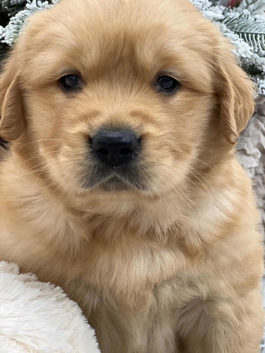 Cachorros Golden Retriever Con Microchip.