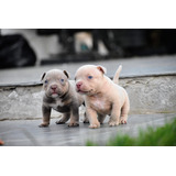 American Bully