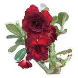 Rosa Do Deserto Dobrada Preta E Vermelha Grande Com Flores 