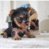 Cachorros De Yorkshire Terrier