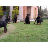 Rottweiler Cachorros Puros Todo El Año 