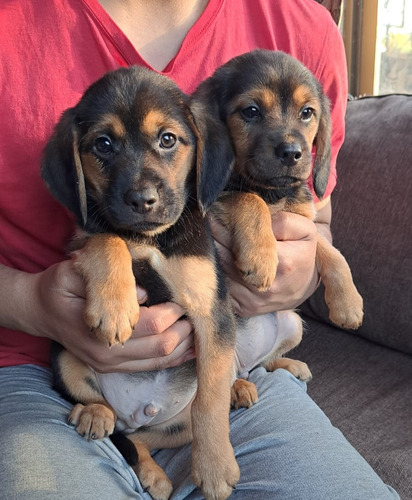 Cachorros Beagles Sahuesos De Transilvania