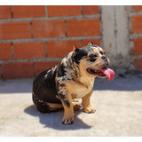 American Bully Pocket Merle (servicio)